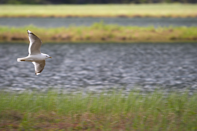 In Flight