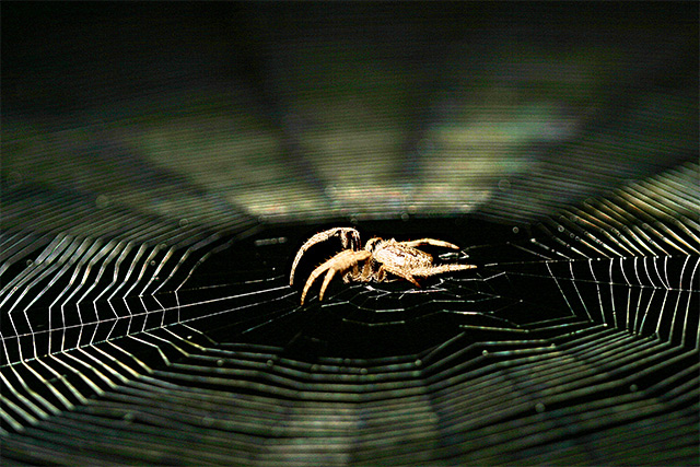 Spider.jpg