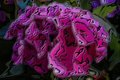 Hydrangea