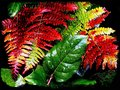 Ferns and Leaves