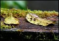 Two Fallen Leaves