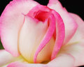 Pink on White Rose