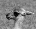 Baby Guanaco With a Grin