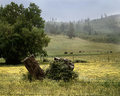 Rural Oregon - Yellow