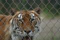 Siberian Tiger