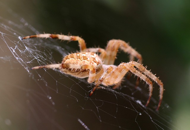 spider.jpg