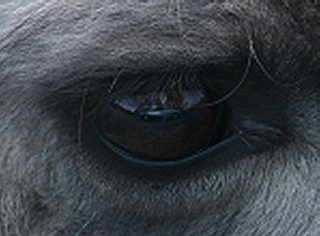 car in eye2.jpg