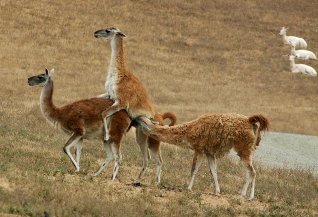 Llama Llove.jpg