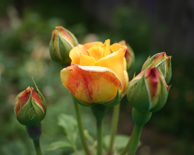 Yellow Buds