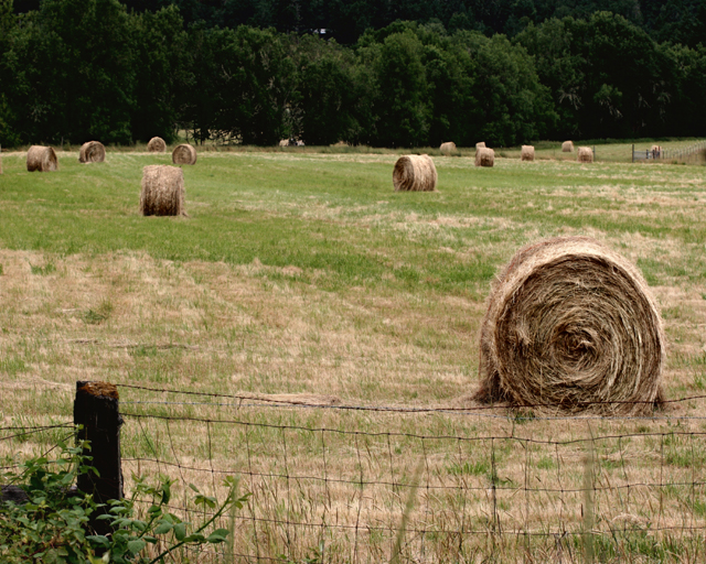 Hay Bales