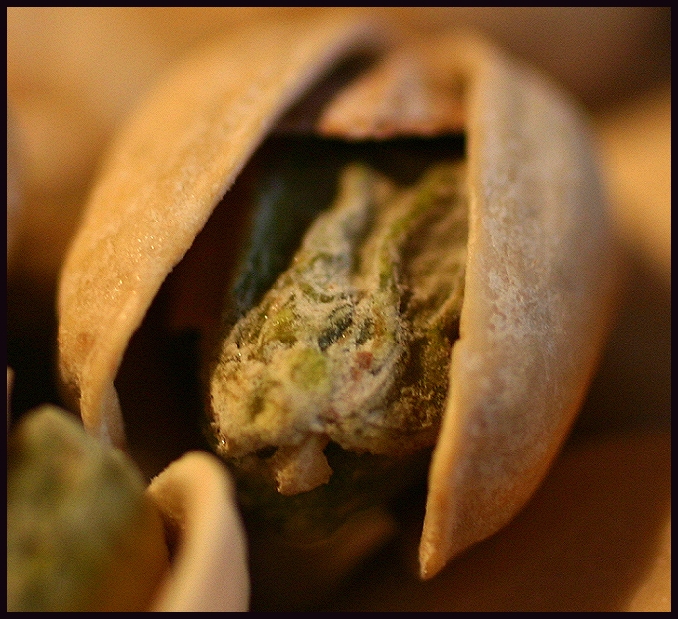 Pistachio