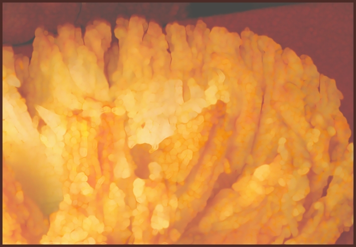 Deep Fried Onion Abstract