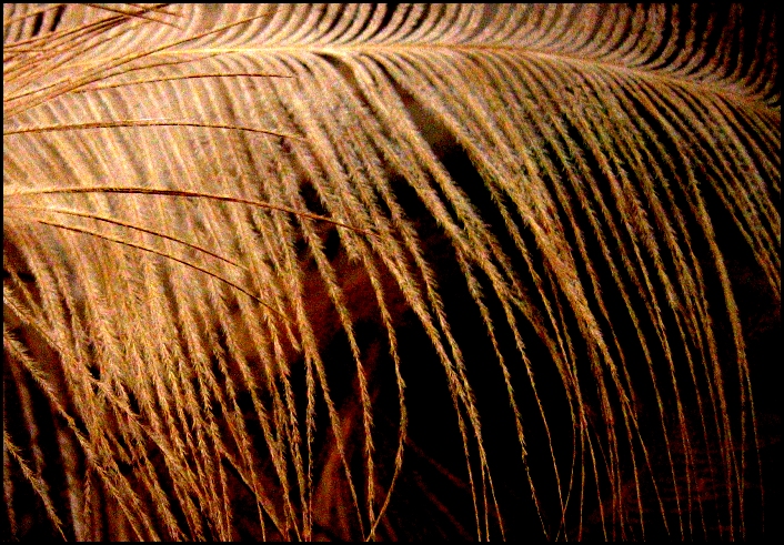 Feathers