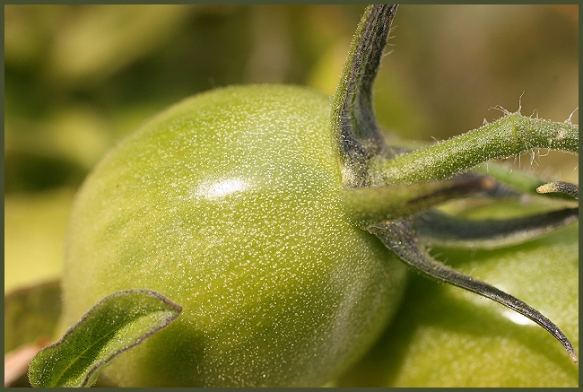 Green Tomato