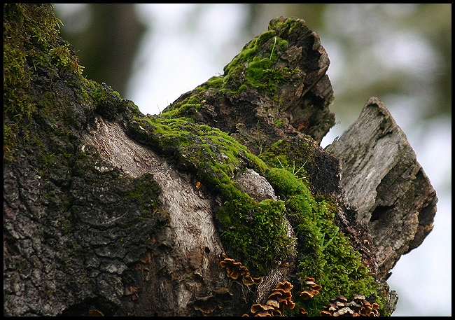 Branch Stubs