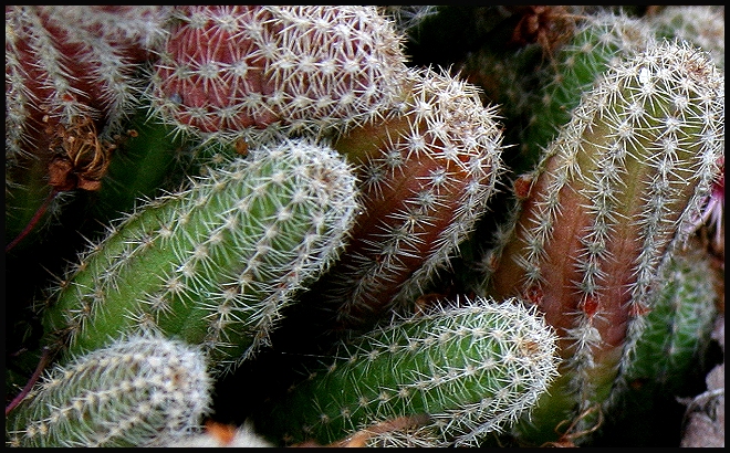 Cactus