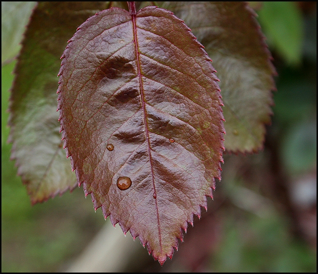 Red Leaf With Rain Drop