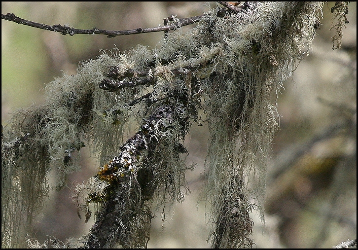 Moss