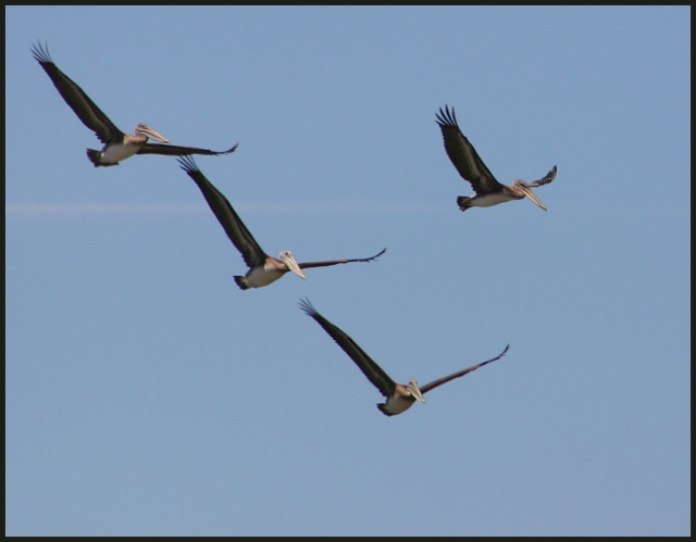 Pelicans
