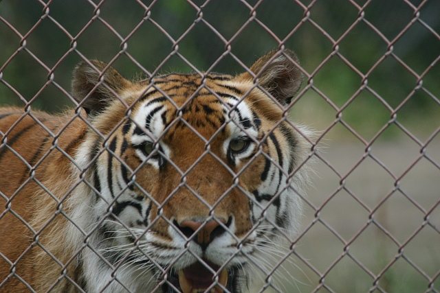 Siberian Tiger