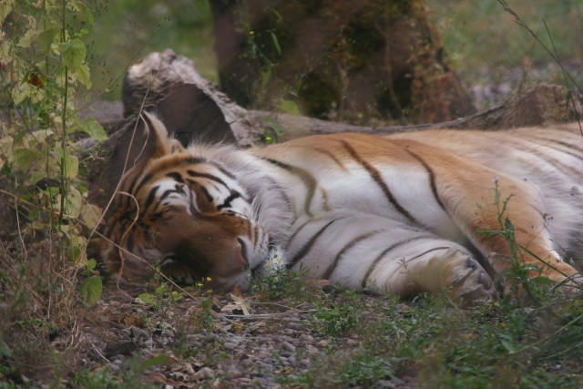 Sleeping Tiger