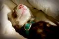 Otterish-headsmall