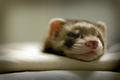 sleepingsmall.jpg