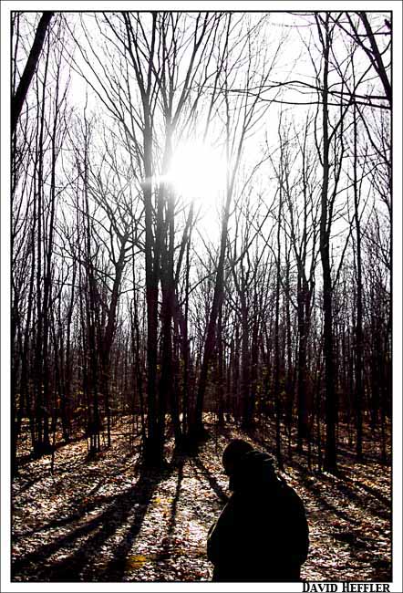 woods4small.jpg