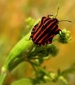 Beetle