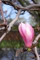 Magnolia Bud