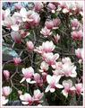 Magnolia Tree