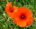 Wild Poppies