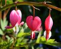 Bleeding Hearts