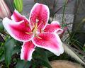 Stargazer Lilly