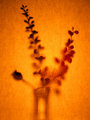 Shadow