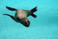 Seal
