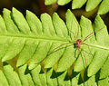 Daddy long legs