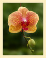 Orchid