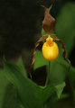 Yellow Lady Slipper
