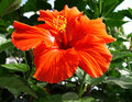 Hibiscus