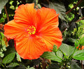 Red Hibiscus