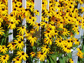 By the fence