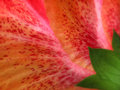 Behind Hibiscus