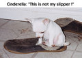 Cinderella & her slipper