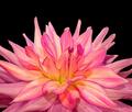 Pink Dahlia