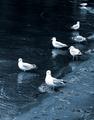 Seagull perspective