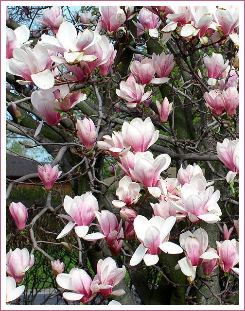 Magnolia Tree