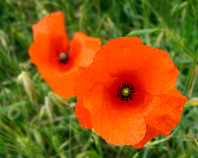 Wild Poppies