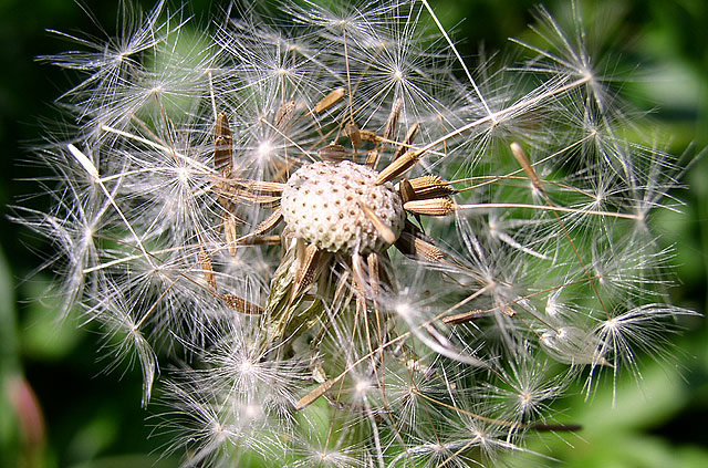A bad hair day