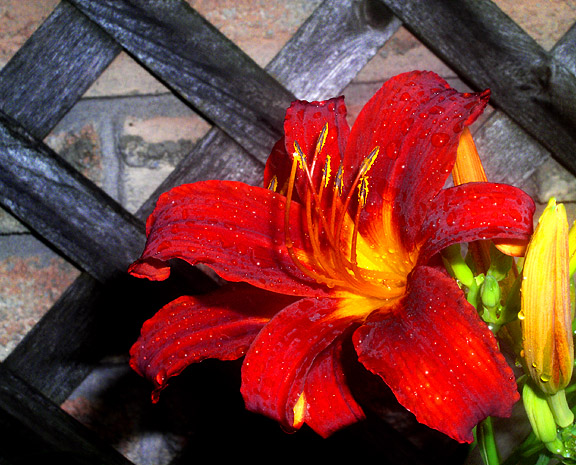 Lilly